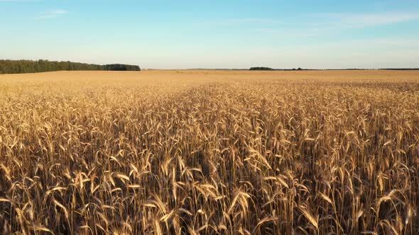 Golden Field Of Wheat In The Summer Sunset