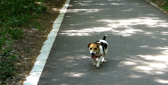 Dog in Park