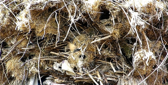 Sparrows in Nest Stork