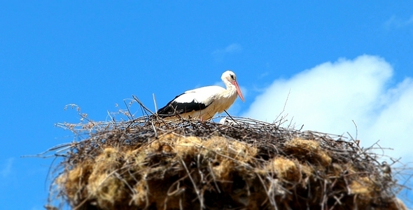 Stork with Babies (Miniature Effect) 1