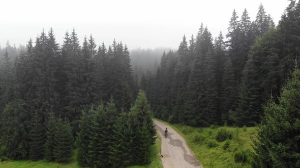 Landscape with Fir Forest in Foggy Morning