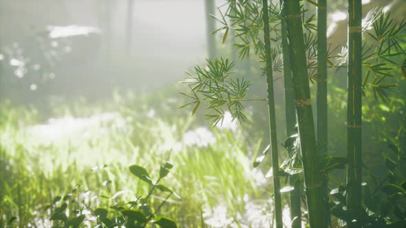 Sunshine in the Morning Mist Bamboo Forest alt
