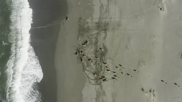 Downward-facing drone shot of elk at the shore of the ocean