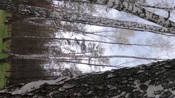 Vertical Video of the Birch Forest with Birches in the Afternoon