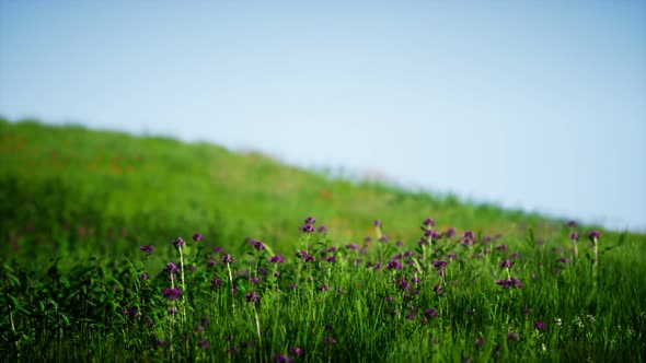 Field of Green Fresh Grass Under Blue Sky