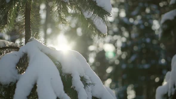 Sun Through Pine Branches