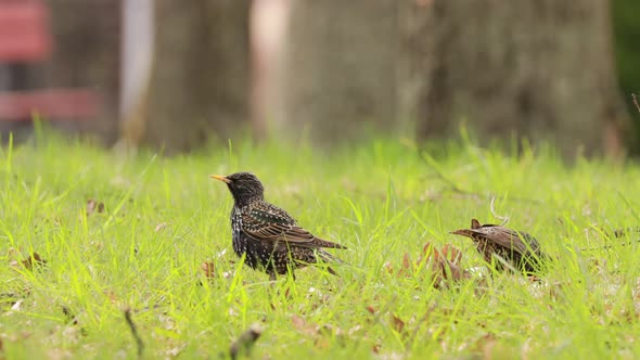 Wild Forest Bird Common Starling Looking for Worms In Spring Day