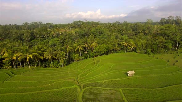 Flying over the rice terraces, over the young shoots of rice. Aerial view.