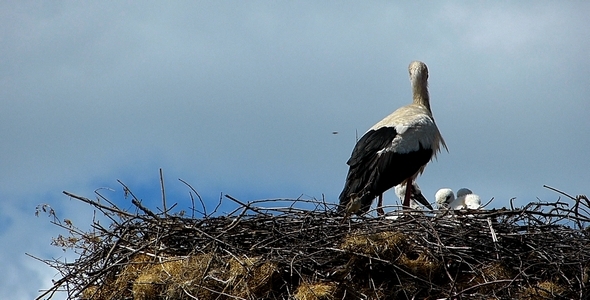 Stork with Babies 1