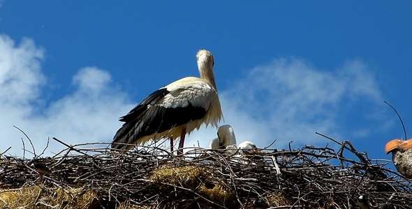 Stork with Babies 2