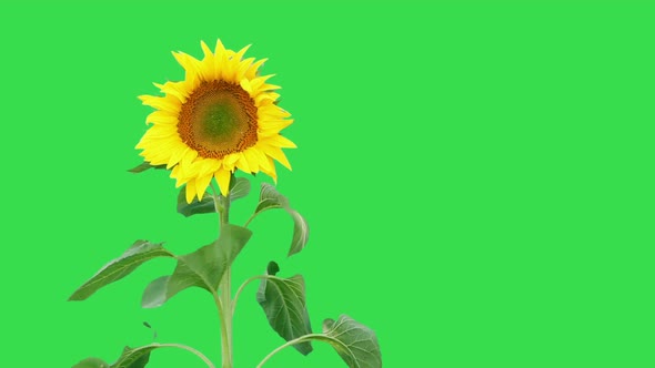 Sunflower On Green 4