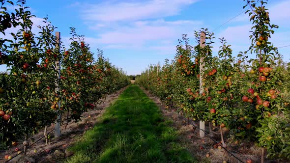 Long Aisle Between Rows of Apple Trees