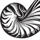 Seashells - GraphicRiver Item for Sale