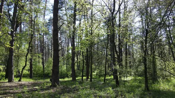 Green Forest During the Day Aerial View