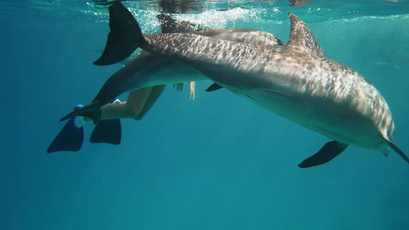 Beautiful Young Woman Swimming Underwater with Dolphins in Pristine Blue Ocean Water Amazing