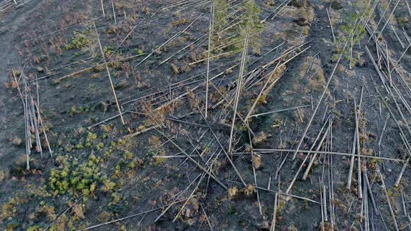 Aerial over cut down trees in forest, timber ready for pick up, Witow in Poland