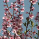 Pink Blossom - VideoHive Item for Sale