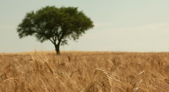 Barley Field With Tree 3-Pack