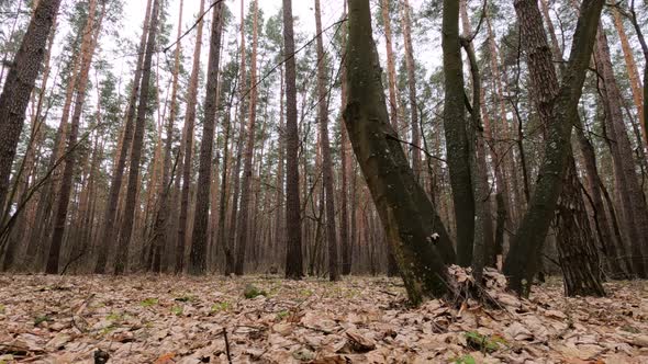 Inside a Pine Forest By Day Slow Motion