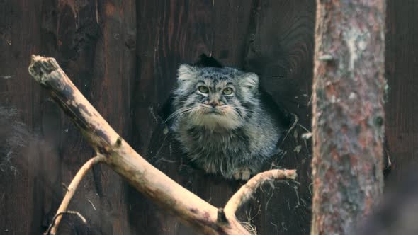 Pallas's Cat Otocolobus Manul, Also Called Manul, Is a Small Wild Cat