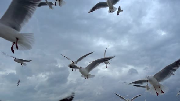 Flock Of Seagulls Fly Overhead Slow  Motion 9