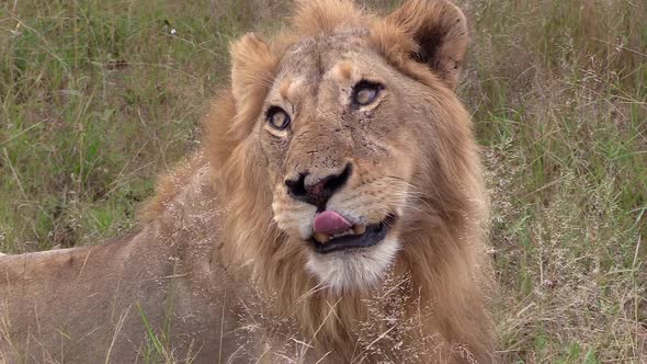 Close view of face of male lion as wind blows through tall grass