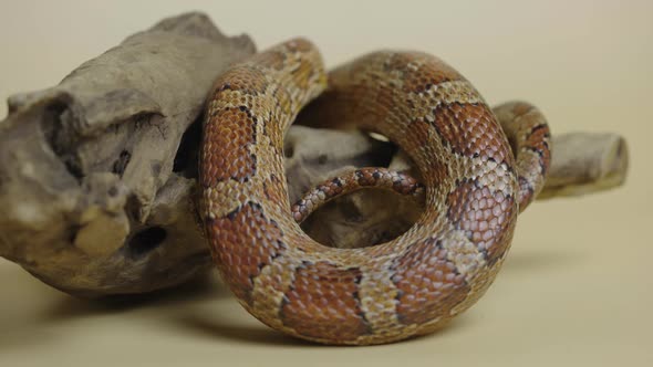 Tiger Python Molurus Bivittatus Morph Albine Burmese on a Beige Background in the Studio