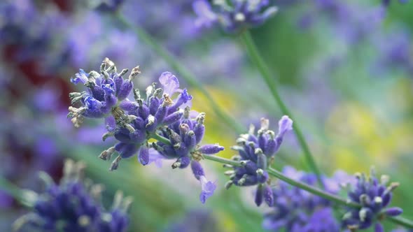 Lavender Plant In Colorful Garden