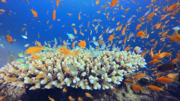 Colourful Underwater Reef