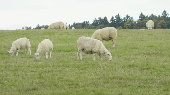 Sheep Walk Around in a Green Field and Eat, Forest in the Background.