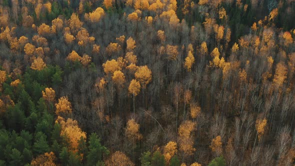 Flight on Top of Beautiful Autumn Trees in Yellow, Orange and Green Forest on Autumn Day