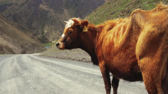 a Cow Standing in the Middle of the Road Kazbegi Georgia