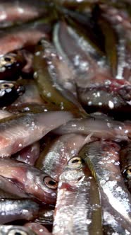 Many small little fish anchovy, tyulka, sprats, seafood background fresh raw food.