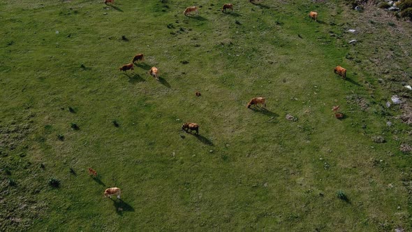 Aerial Flying Over Cows Grazing On Grass In Miradoiro da Curota