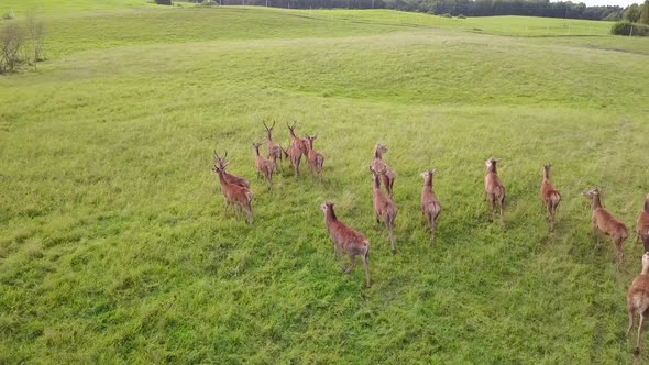 Herd of Deer Led By a Leader Walks in the Paddock
