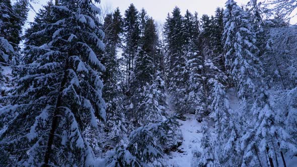 Landscape of Pine or Coniferous Mountain Forest in Winter with Snow-covered Branches.