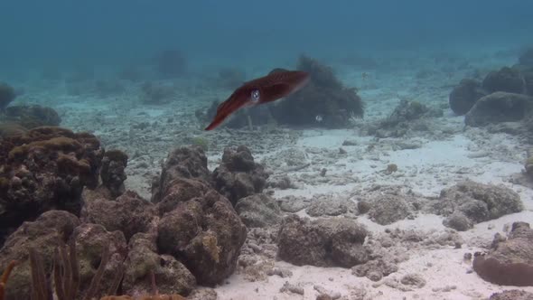 Reef Squid swimming gracefully