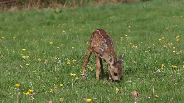 Roe Deer, capreolus capreolus, Fawn in Blooming Meadow, Normandy, Real Time