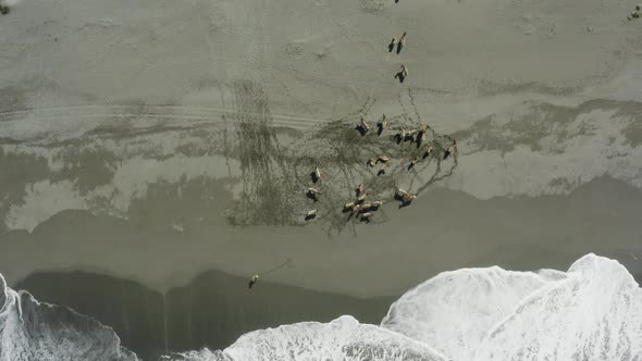 Downward-facing drone shot of elk at the shore of the ocean