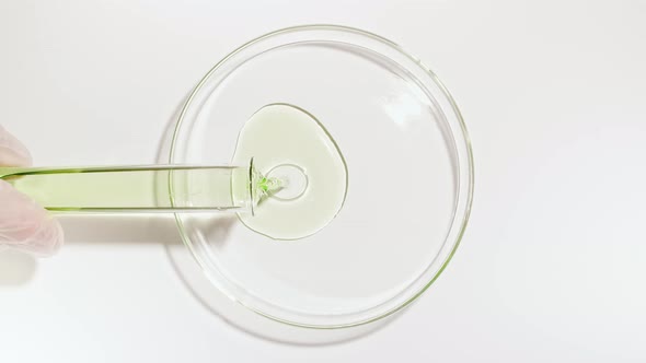 Transparent Green Fluid Oil From a Test Tube is Poured Into Petri Dishes