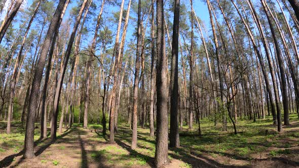 Walking Through the Forest with Pine Trees During the Day POV Slow Motion