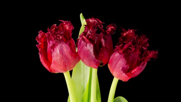 Timelapse of Red Tulips Flowers Opening