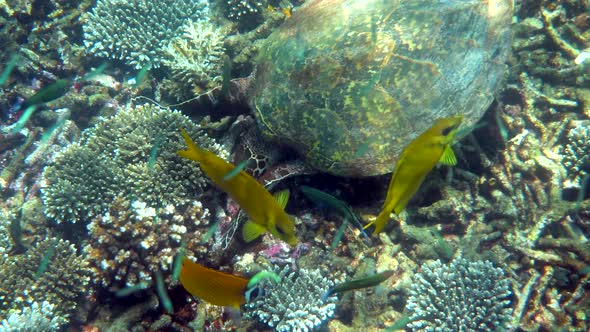 Hawksbill Sea Turtle Slowly Swimming in Blue Water Through Sunlight Try to Find Food on Coral Reef