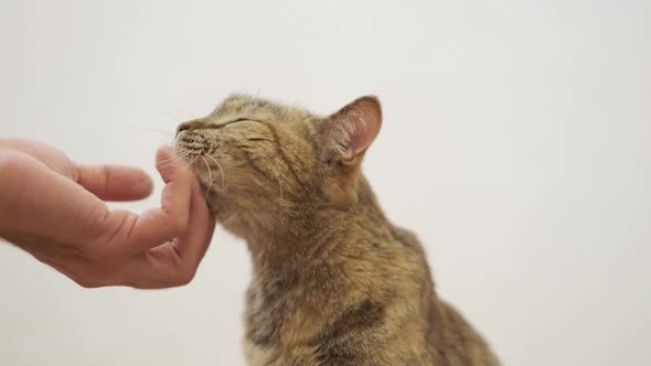 Male Hand Stroking a Ginger Cat