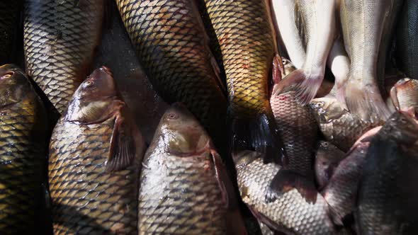 fresh fish on the counter in the store