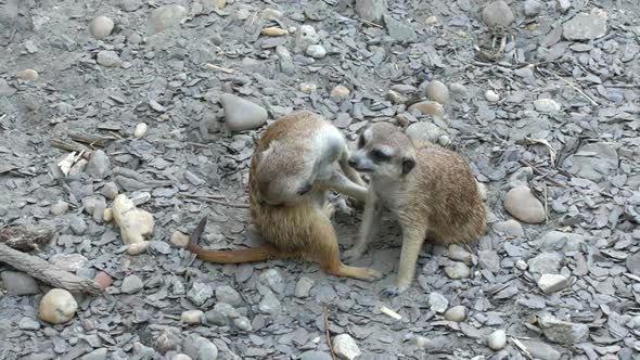 Meerkats relaxing a sunny day