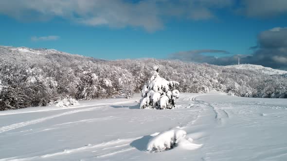 Beautiful Snow Landscape