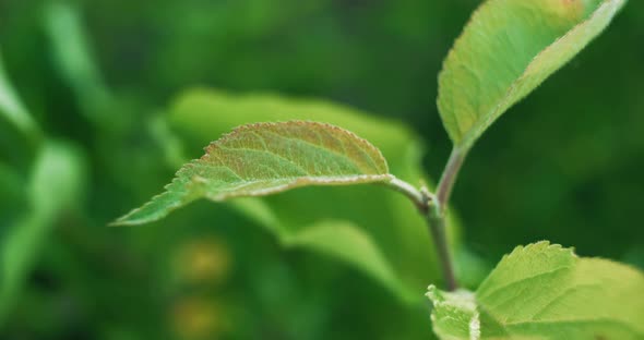 Spring Leaves Green Foliage Nature Blur Sun Rays