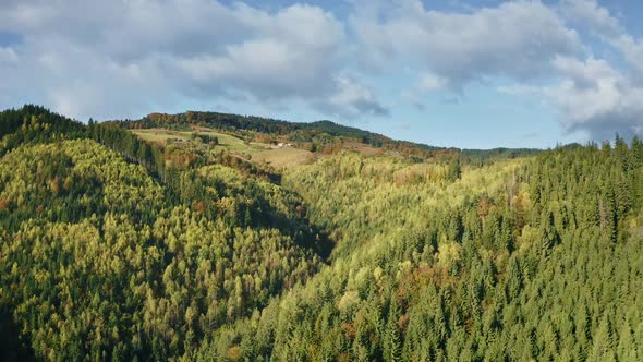 Mountain Pine Forest Aerial