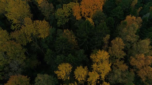 Aerial view of yellow tree top during the autumn, Estonia.